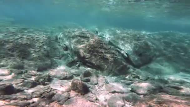 Підводне Занурення Підводних Риб — стокове відео