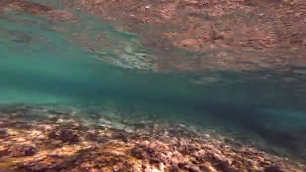 Buceo Submarino Peces — Vídeo de stock