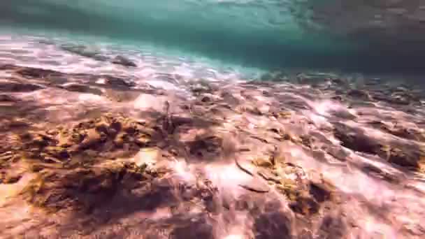 Mergulho Peixes Subaquáticos — Vídeo de Stock