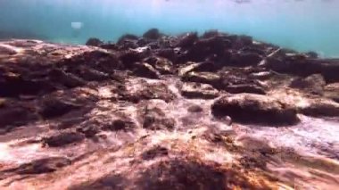 Tüplü Dalış sualtı balık 4k