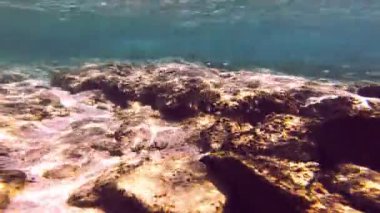 Tüplü Dalış sualtı balık 4k