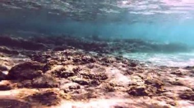 Tüplü Dalış sualtı balık 4k