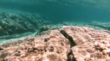 Tüplü Dalış sualtı balık 4k