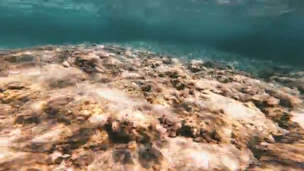 Scuba Diving Onderwater Vis — Stockvideo