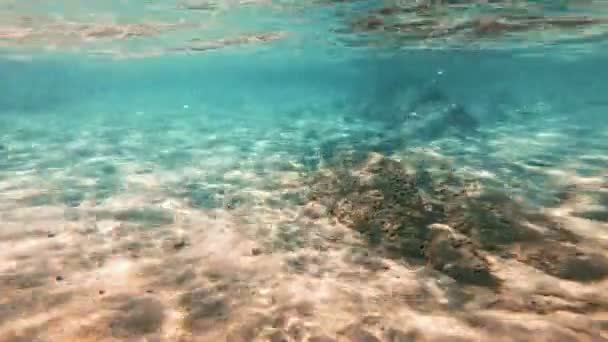 Plongée Sous Marine Poissons Sous Marins — Video