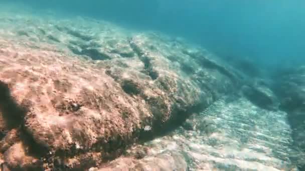 Buceo Submarino Peces — Vídeo de stock