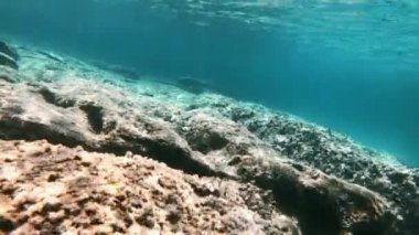 Tüplü Dalış sualtı balık 4k