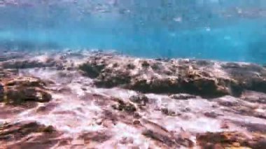 Tüplü Dalış sualtı balık 4k