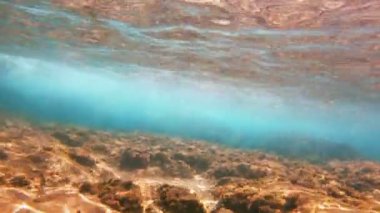 Tüplü Dalış sualtı balık 4k