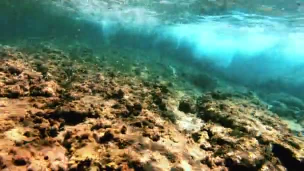 Buceo Submarino Peces — Vídeo de stock