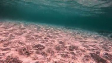 Tüplü Dalış sualtı balık 4k