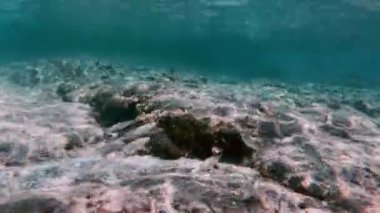 Tüplü Dalış sualtı balık 4k