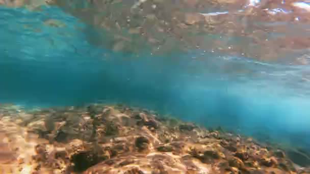 Immersioni Subacquee Pesci — Video Stock