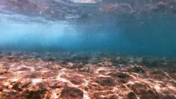 Υποβρύχια Ψάρια Καταδύσεις — Αρχείο Βίντεο