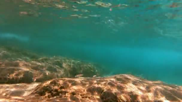 Buceo Submarino Peces — Vídeo de stock