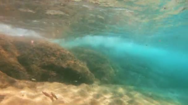 Buceo Submarino Peces — Vídeos de Stock