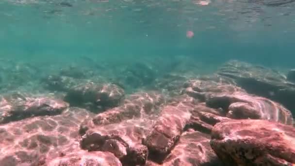 Tüplü Dalış Sualtı Balık — Stok video