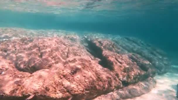 Plongée Sous Marine Poissons Sous Marins — Video