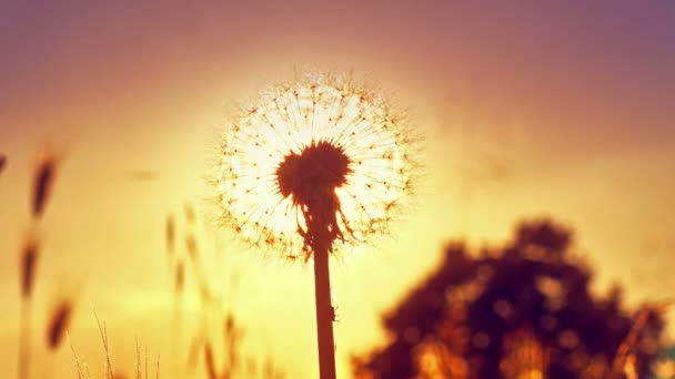 日没4Kの夏のフィールドにタンポポの花 — ストック動画