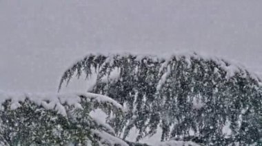 çam ağacında güçlü kar yağışı