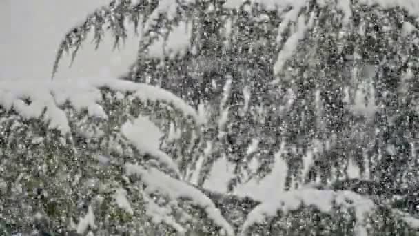 Sterke Sneeuwval Bij Pine Tree — Stockvideo