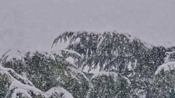 Strong Snowfall Pine Tree — Stock Video
