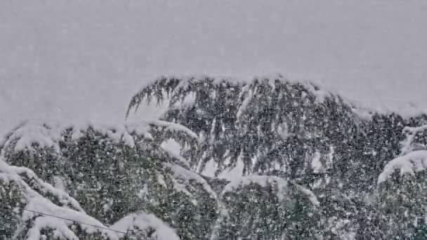 Sterke Sneeuwval Bij Pine Tree — Stockvideo