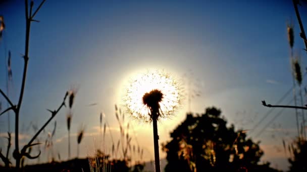 Löwenzahnblüte Auf Sommerfeld Bei Sonnenuntergang — Stockvideo