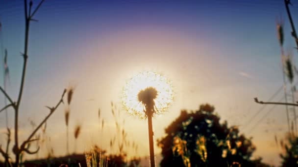 Dandelion Flower Summer Field Sunset — Stock Video