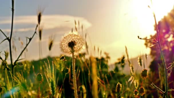Квітка Кульбаби Літньому Полі Заході Сонця — стокове відео