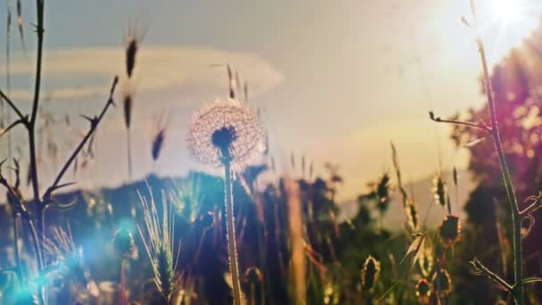 Fleur Pissenlit Sur Champ Été Coucher Soleil — Video