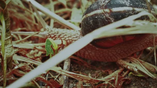 蜗牛在地面上宏观4K — 图库视频影像