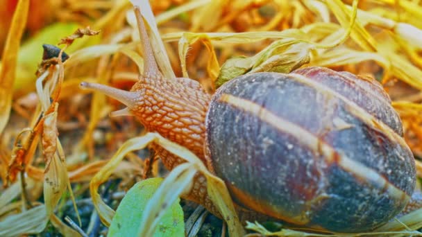 Snail Ground Macro — Stock Video