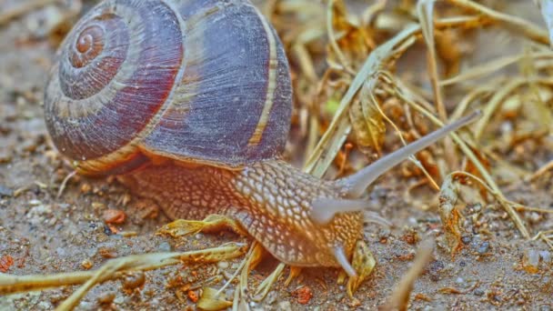 蜗牛在地面上宏观4K — 图库视频影像