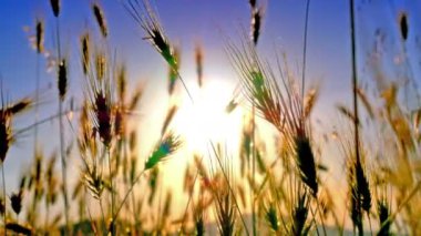 filed 4 k günbatımı çimen