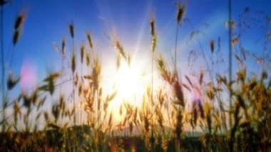 filed 4 k günbatımı çimen