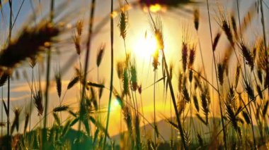 filed 4 k günbatımı çimen