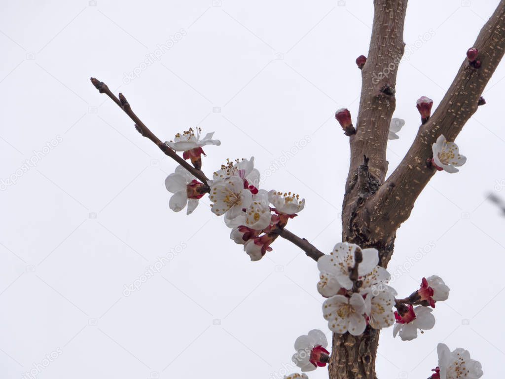 beautify spring flowers on tree