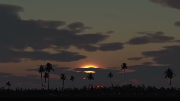 Nascer do sol sobre lapso de tempo da palma — Vídeo de Stock