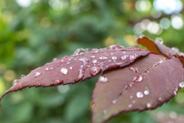 Kırmızı yaprak yağmuru Makro damlası