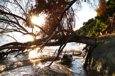 Deniz batımı ölüm ağacı, manzara doğal arkaplan