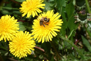 Tarlada sarı çiçeklerdeki arılar