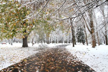 Parkta kar, karda kış parkı