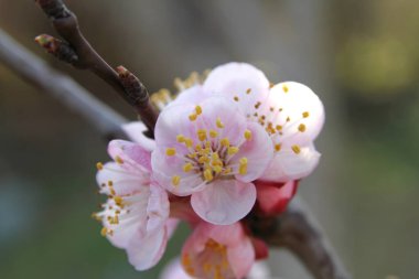 İlkbaharda güzel bir günde kiraz çiçekleri açar