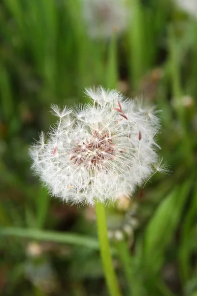 Löwenzahnkopf Samen Auf Feld Makro Nahaufnahme — Stockfoto