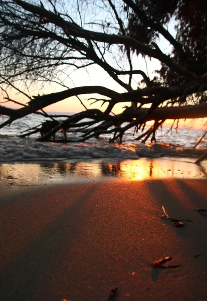 Deniz Batımı Ölüm Ağacı Manzara Doğal Arkaplan — Stok fotoğraf