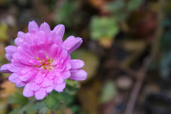 Rózsaszín Virág Kertben Makró Közelről — Stock Fotó