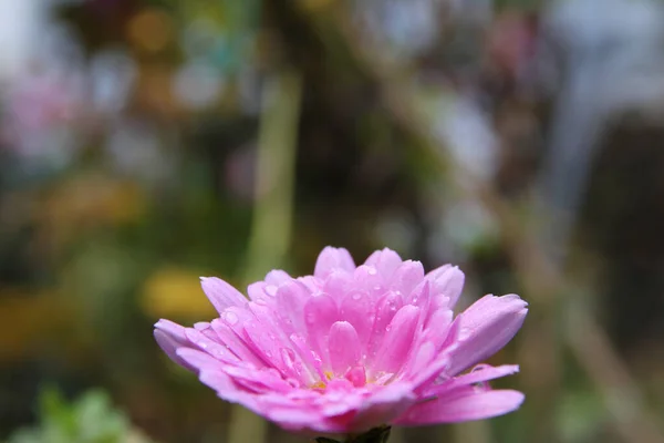 Rózsaszín Virág Kertben Makró Közelről — Stock Fotó