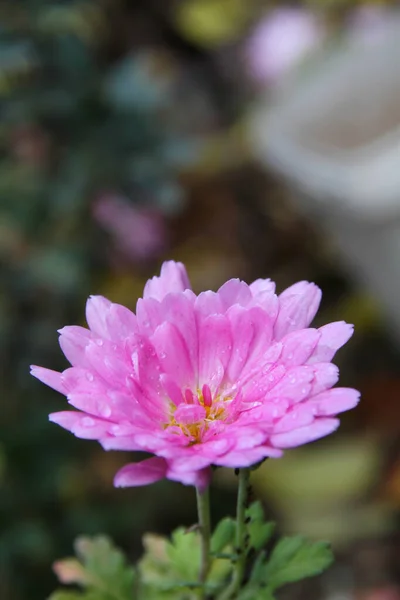 Fleur Rose Sur Macro Jardin Gros Plan — Photo