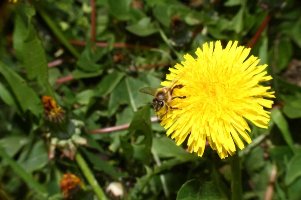 Biene Auf Gelben Blumen Auf Dem Feld — Stockfoto